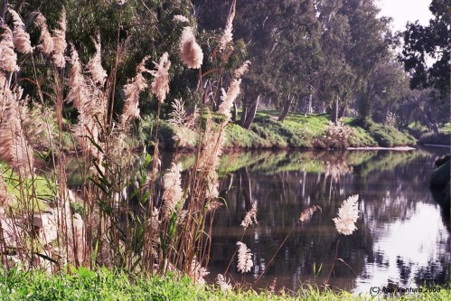 Park HaYarkon, Tel-Aviv